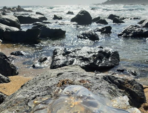 «CABAÑAS EN ISLA NEGRA»